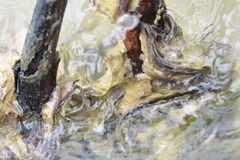 Isognomon alatus