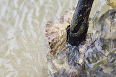 Isognomon alatus