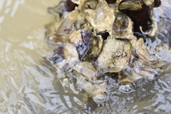 Isognomon alatus