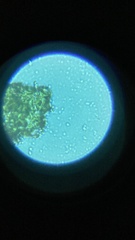 Rosellinia thelena