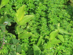 Tradescantia fluminensis