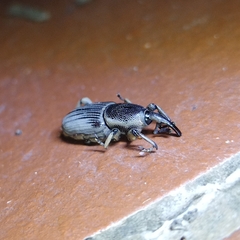 Cosmopolites sordidus