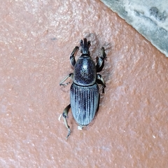 Cosmopolites sordidus