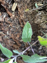 Salvia fulgens