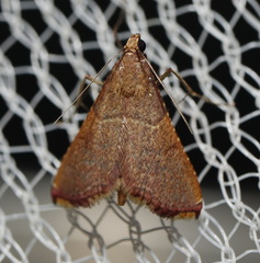 Endotricha approximalis