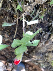 Salvia fulgens