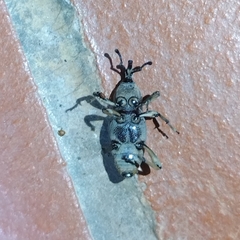 Cosmopolites sordidus