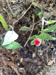 Salvia fulgens