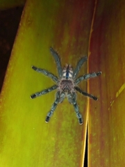 Pachistopelma rufonigrum