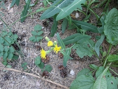 Sonchus arvensis uliginosus