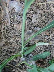 Sonchus arvensis uliginosus