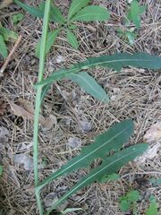 Sonchus arvensis uliginosus