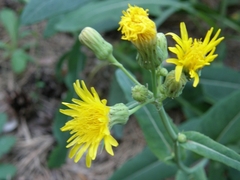 Sonchus arvensis uliginosus