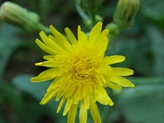 Sonchus arvensis uliginosus