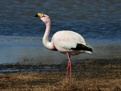 Phoenicoparrus jamesi