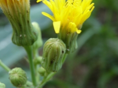 Sonchus arvensis uliginosus