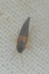 Tachyporus hypnorum