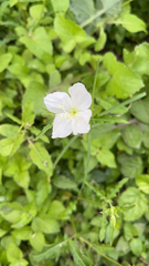 Oenothera tetraptera