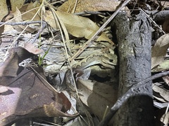 Diplodactylus vittatus