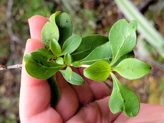 Coprosma foetidissima