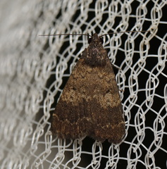 Hydrillodes dimissalis