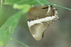 Siproeta epaphus trayja