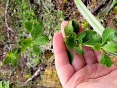 Coprosma foetidissima