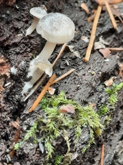 Mycena semivestipes