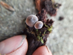 Mycena semivestipes