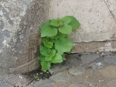 Urtica membranacea