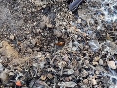 Camponotus sansabeanus