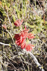 Erica cerinthoides cerinthoides