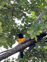 Icterus icterus