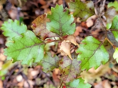 Nothofagus fusca