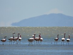 Phoenicoparrus andinus