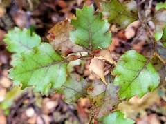 Nothofagus fusca