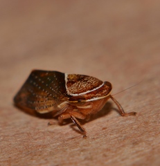 Drabescus samoanus