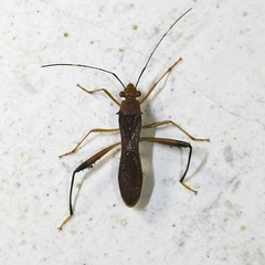 Alydidae