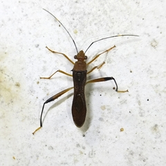 Alydidae
