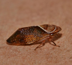 Drabescus samoanus