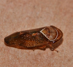 Drabescus samoanus