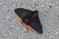Pyrrhopyge martena