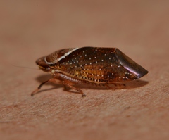Drabescus samoanus