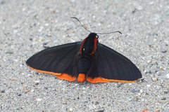 Pyrrhopyge martena