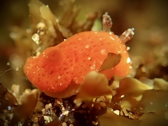 Rostanga arbutus