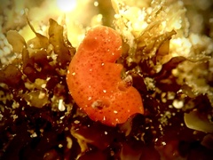Rostanga arbutus