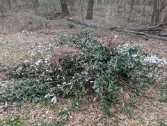 Elaeagnus pungens