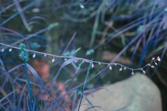 Myosotis arvensis