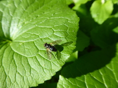 Blera nigra