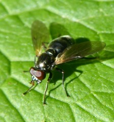 Blera nigra